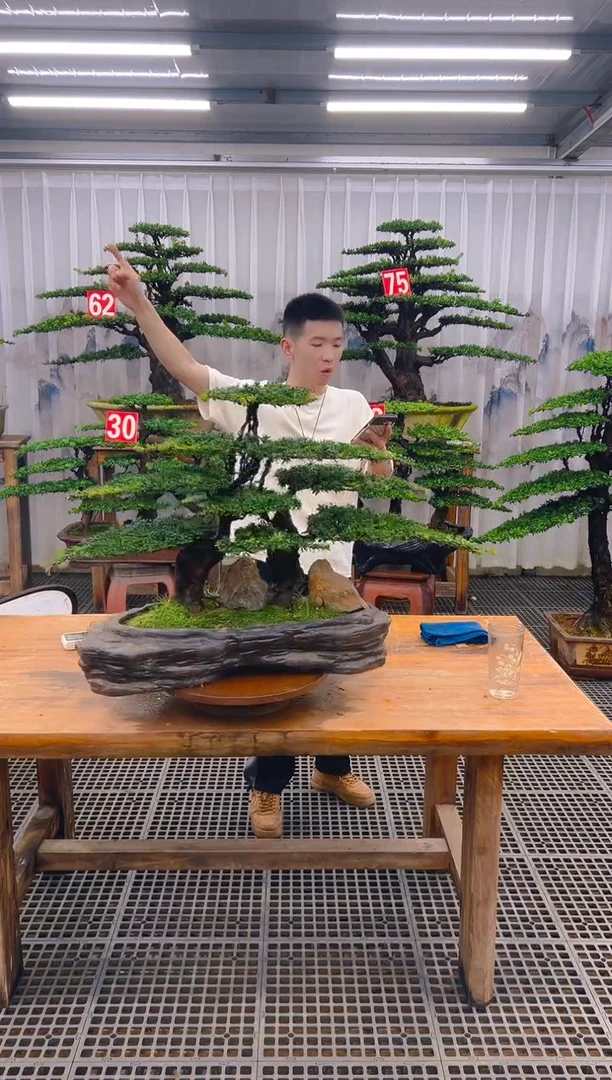 无花朵自***鸟精品盆景直播间一物一拍