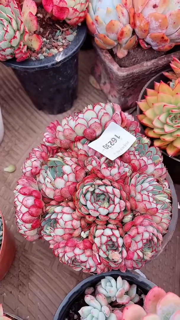 【闪购商品】16230