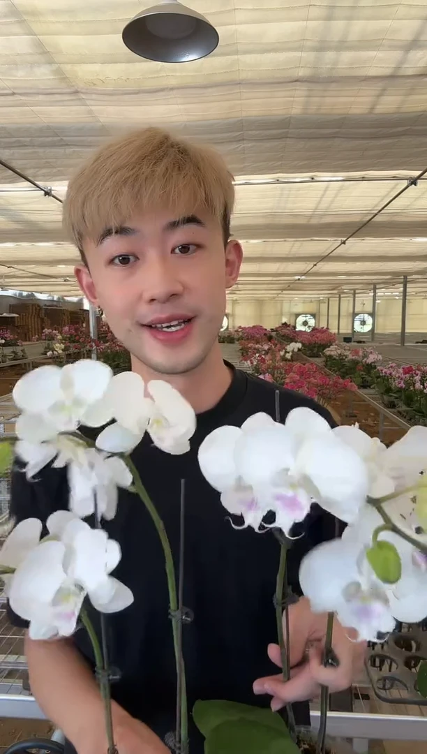 完全开放【茶花女微瑕】