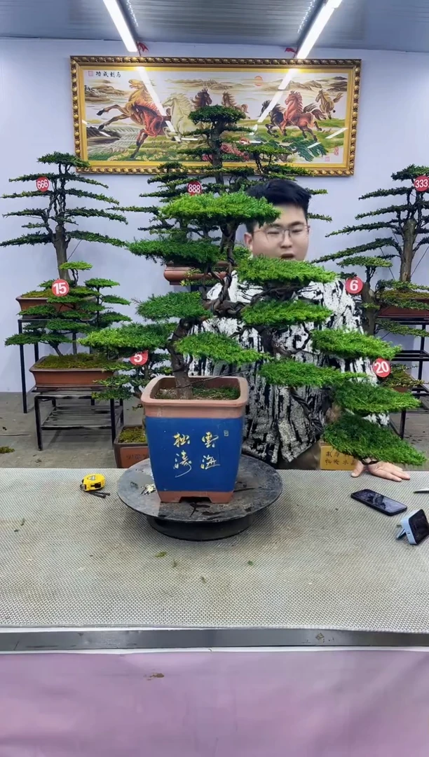 【闪购商品】八斗松/松类活物造型盆景，以直播间截图为啊啊啊啊