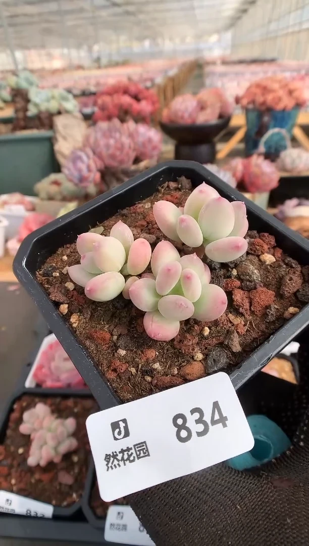 【闪购商品】834美人一物一拍