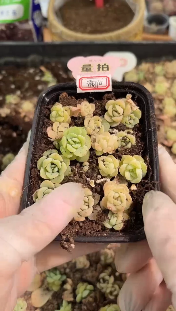 谪仙 切糕1盒 量拍混发