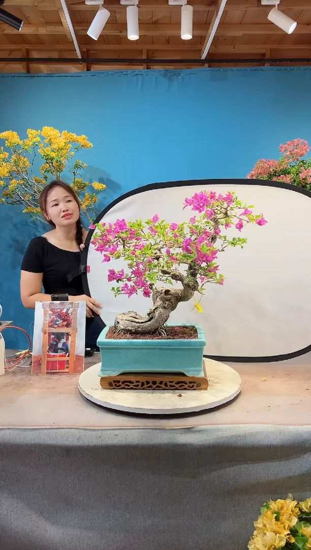 全部花苞小叶紫三角梅