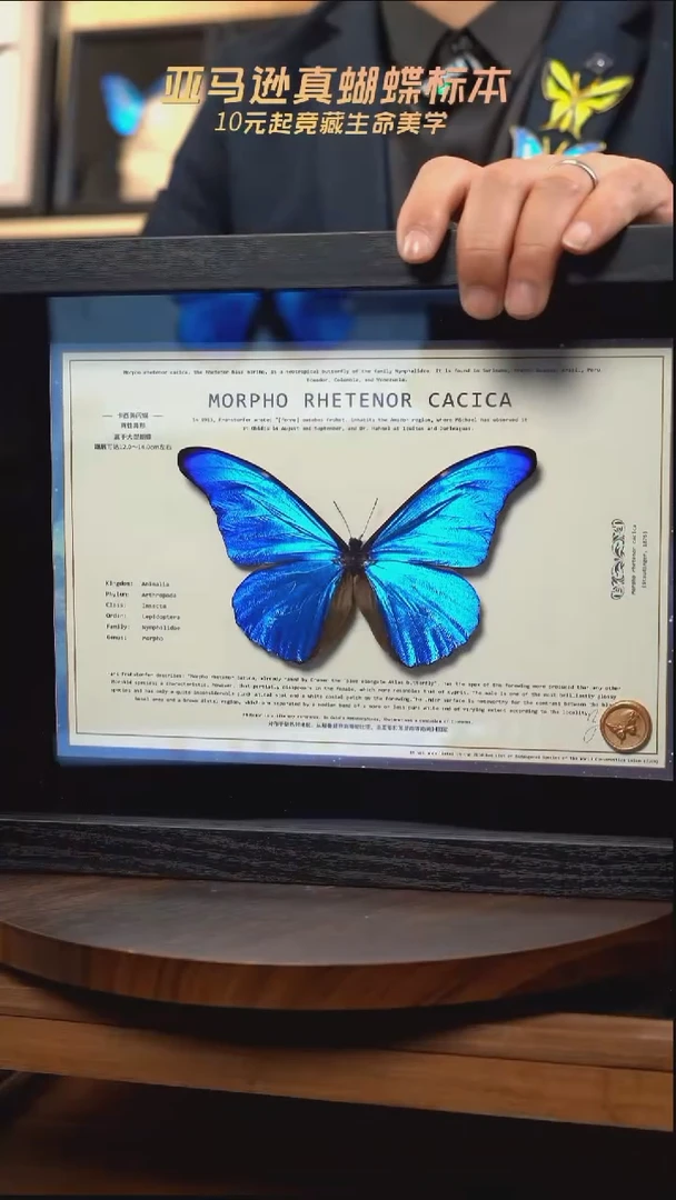 卡西美闪蝶标本摆件