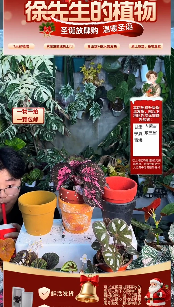 完全开放晚餐秋海棠