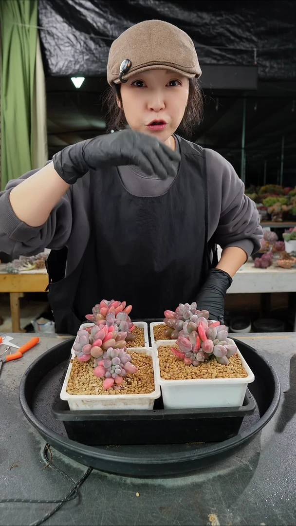 糖豆            一颗