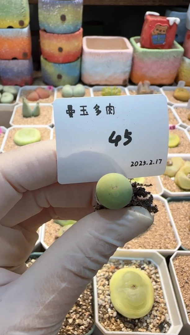 【闪购商品】25.2.17-45