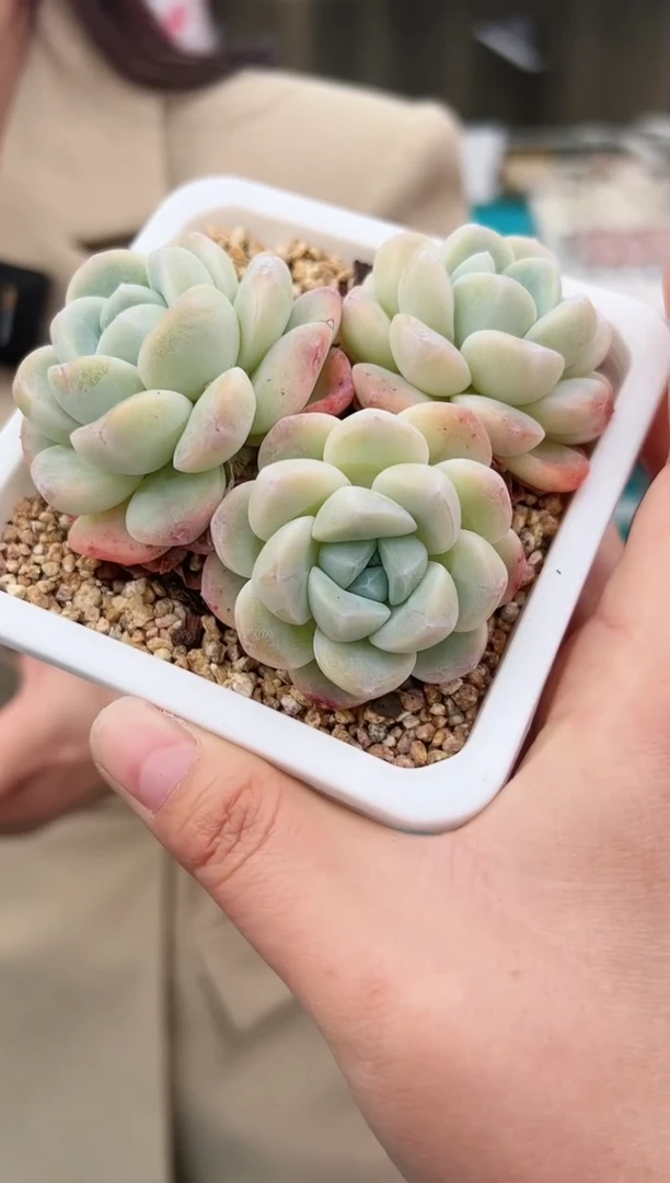 冰玉大群一颗