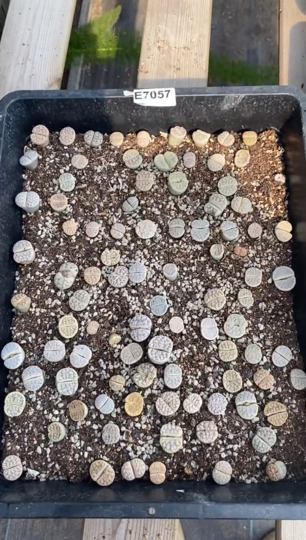 7057直播间一物一拍脱土发货