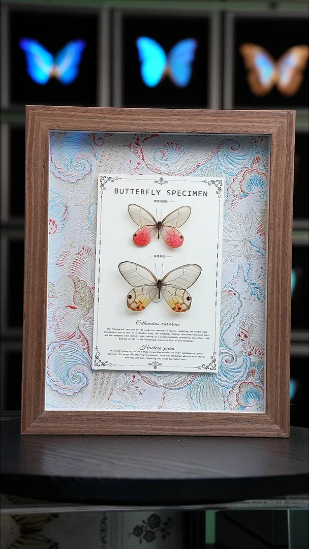 玫瑰绡眼蝶+黄晶眼蝶绢布款10寸框