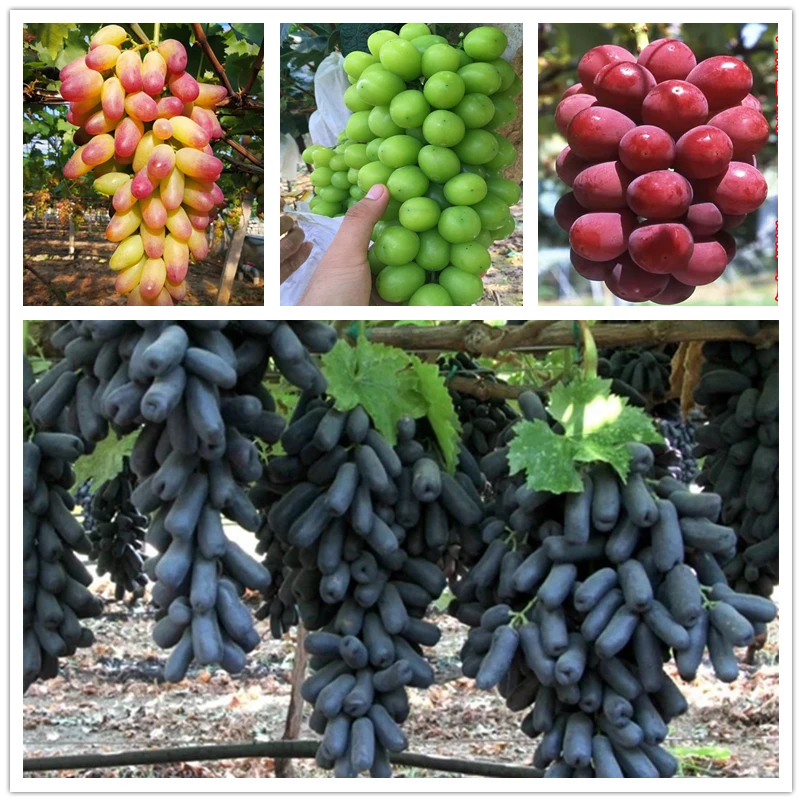 一物一拍果树苗葡萄树苗阳光玫瑰巨峰妮娜车厘子脆甜柿子西梅