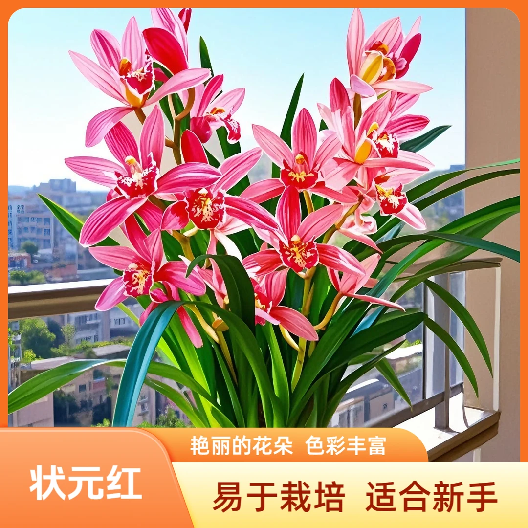 【状元红】高端建兰花苗红色花卉四季兰室内绿植剑兰春兰观花植物
