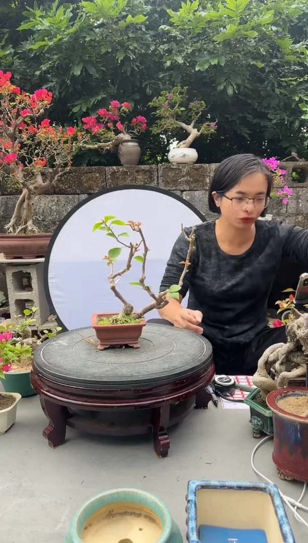 林*三角梅同安红