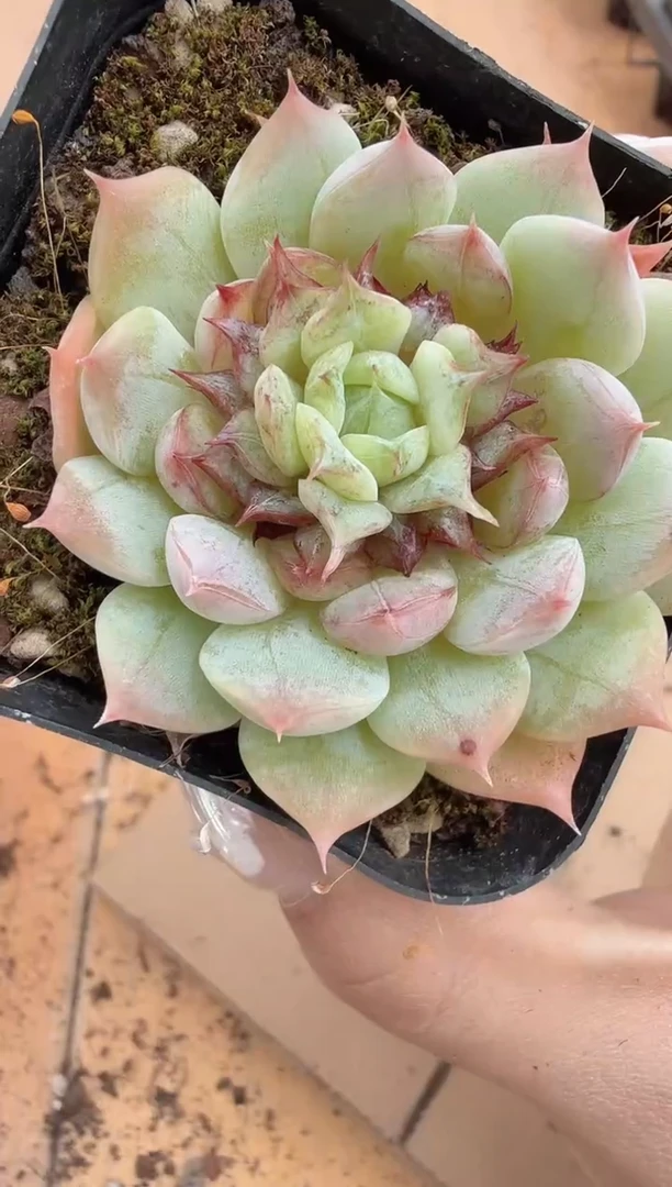 东云多肉园二店-222