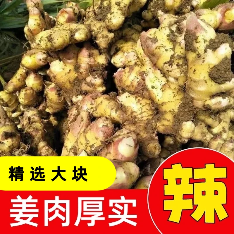 高山农家自种贵州小黄姜特价新鲜现挖批发生姜正宗老姜姜月子整箱