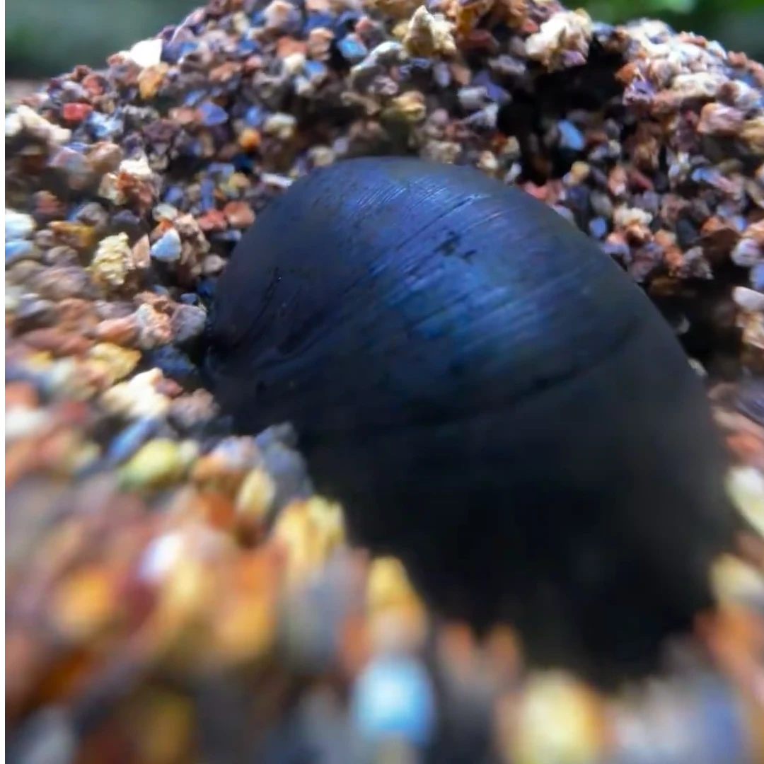 黑金刚观赏螺除高效藻螺耐活吃鱼缸淡水活体可混养