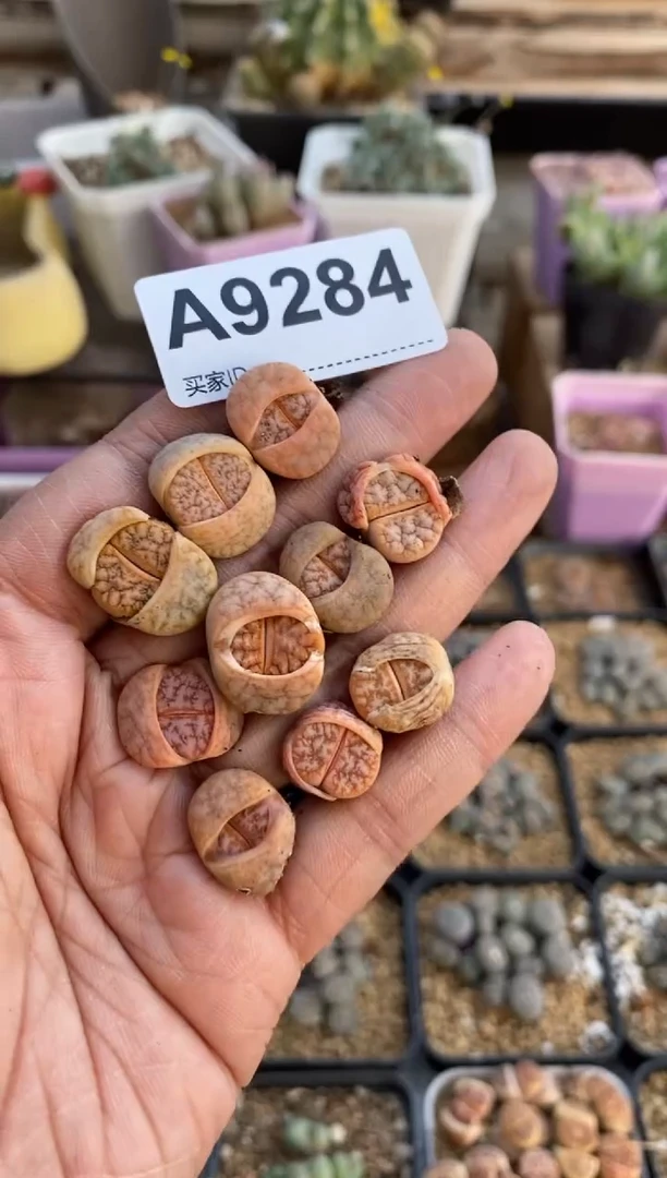 【闪购商品】9284直播一物一拍