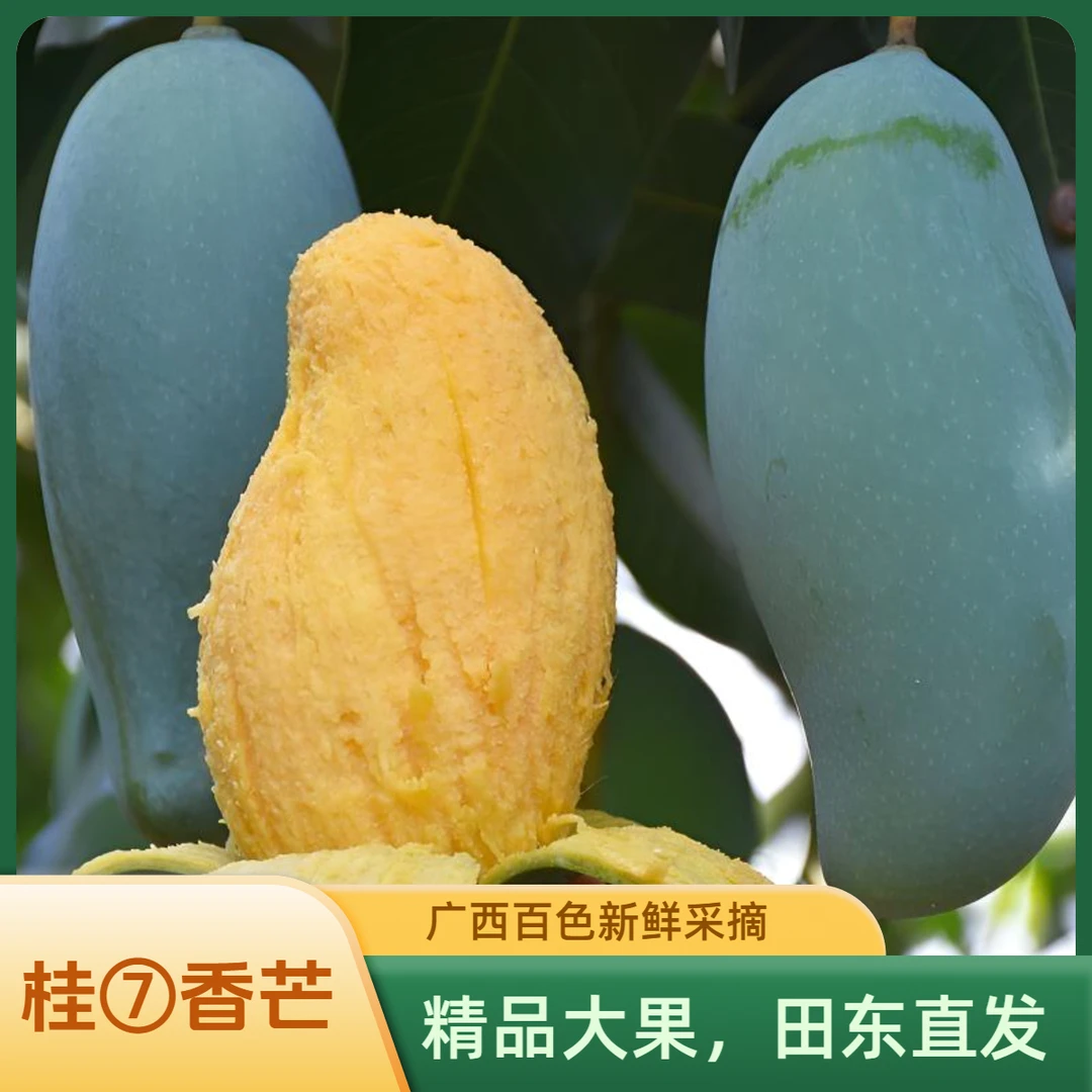 正宗桂七芒果老树花皮果香甜可口产地直发百色田东香芒坏果包赔A8