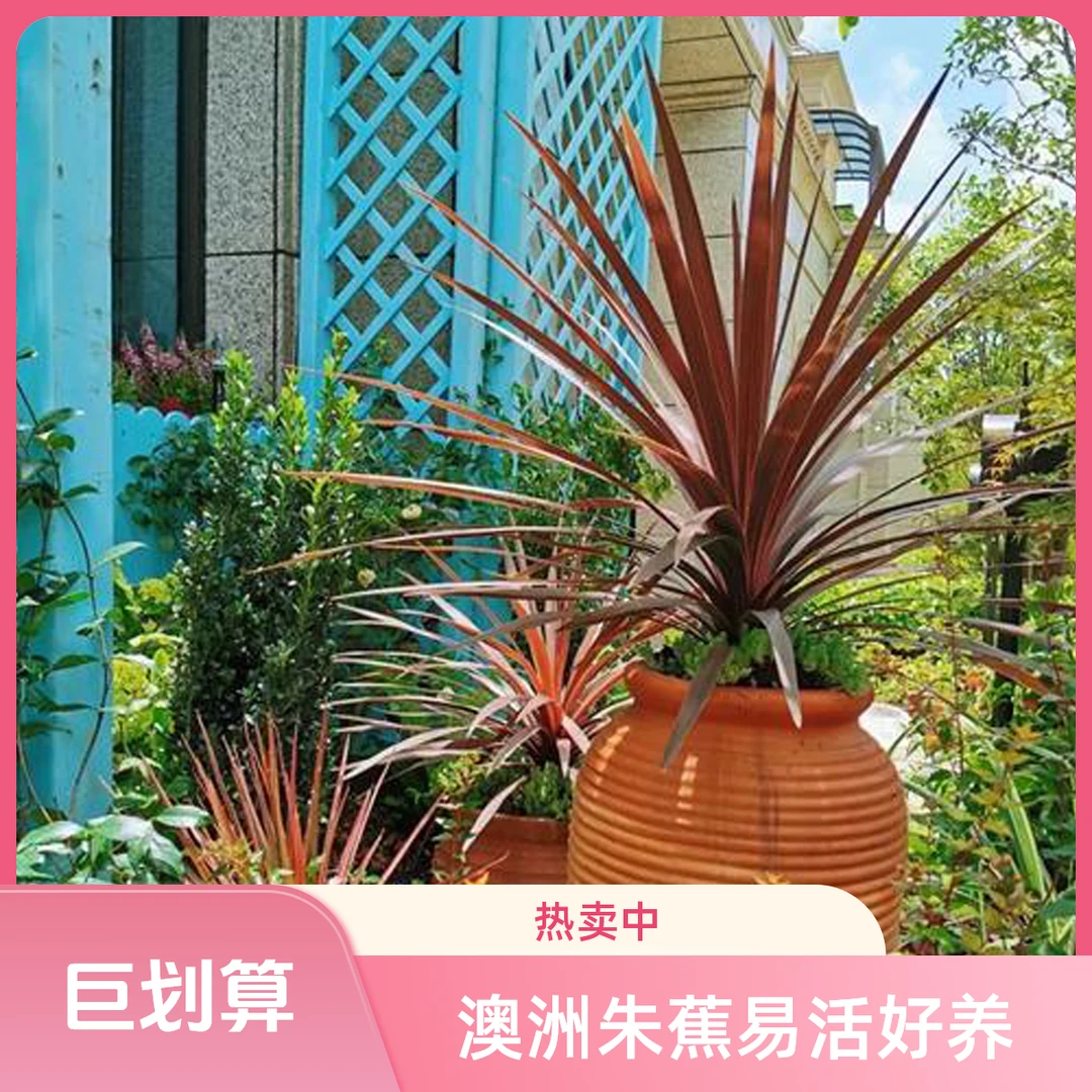 澳洲朱蕉花卉观叶植物好养护