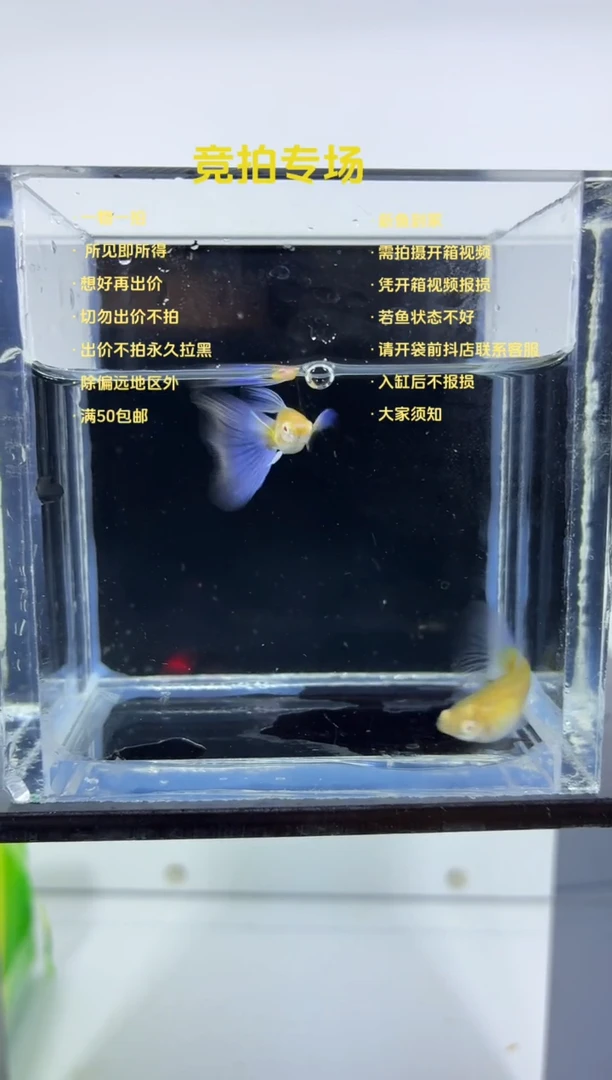 孔雀鱼紫白飞船一对40