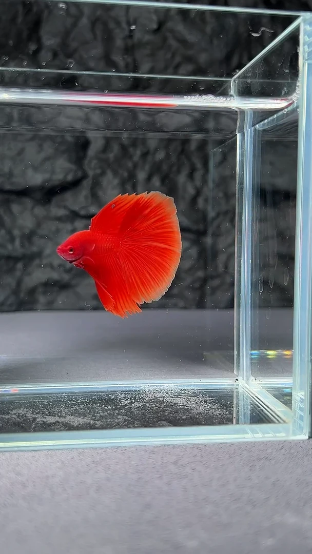 斗鱼竞拍链接027