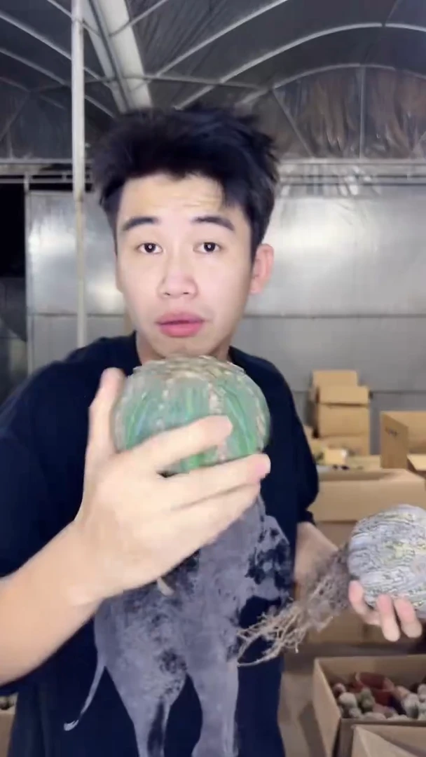 8-11cm 星兜【带根】不指定多头