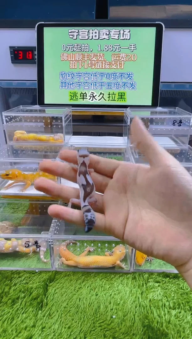 豹纹守宫可爱温顺好玩守宫迷人