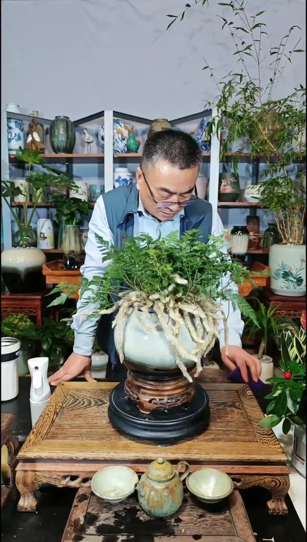 【闪购商品】水之韵水培植物狼尾蕨