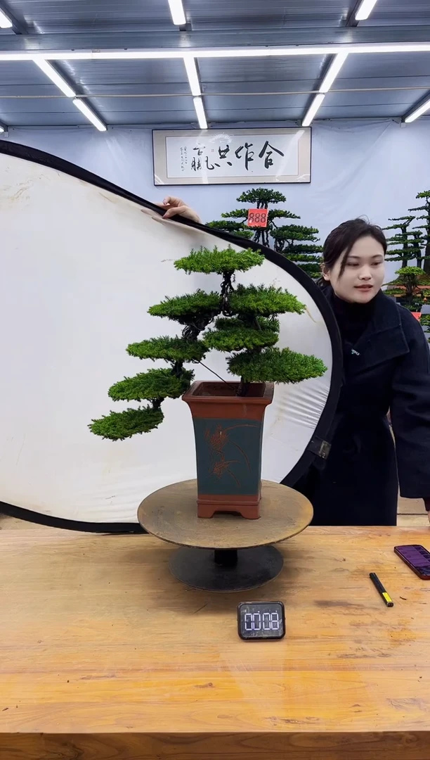 【闪购商品】高端盆景一物一拍，所见即所得