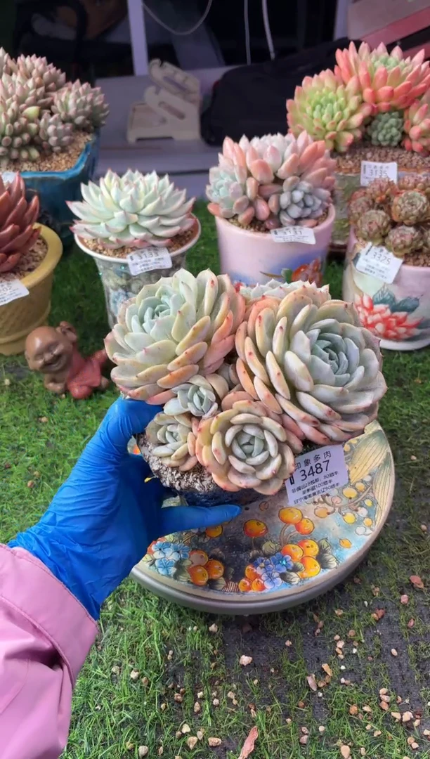 昆明印象多肉3487