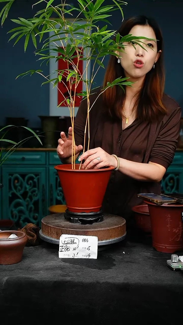 紫砂花盆花卉园艺1184+S