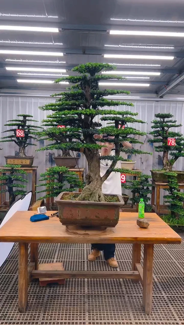 无花朵华*精品盆景直播间一物一拍