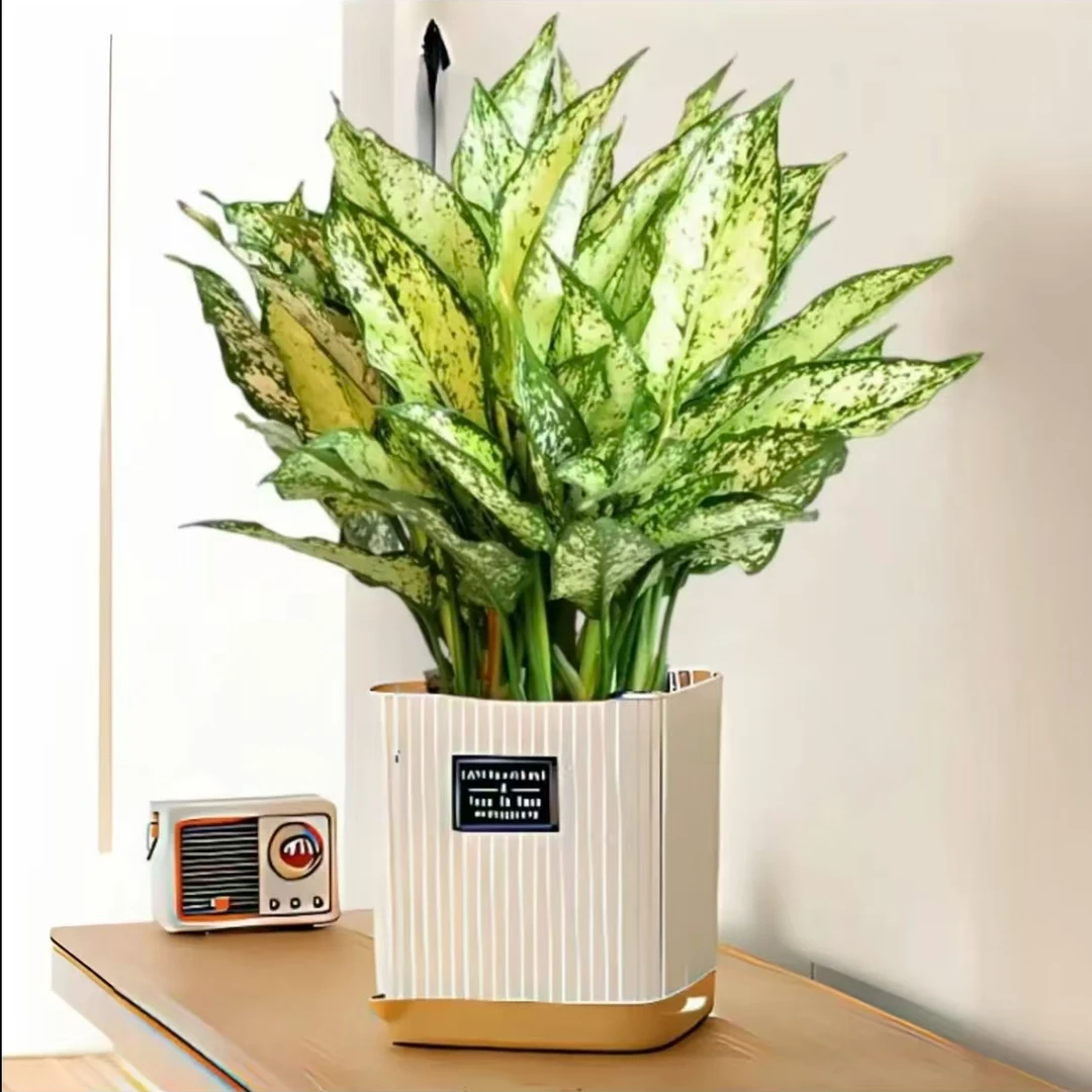 皇后万年青盆栽室内好养四季常青净化空气花卉绿植翡翠