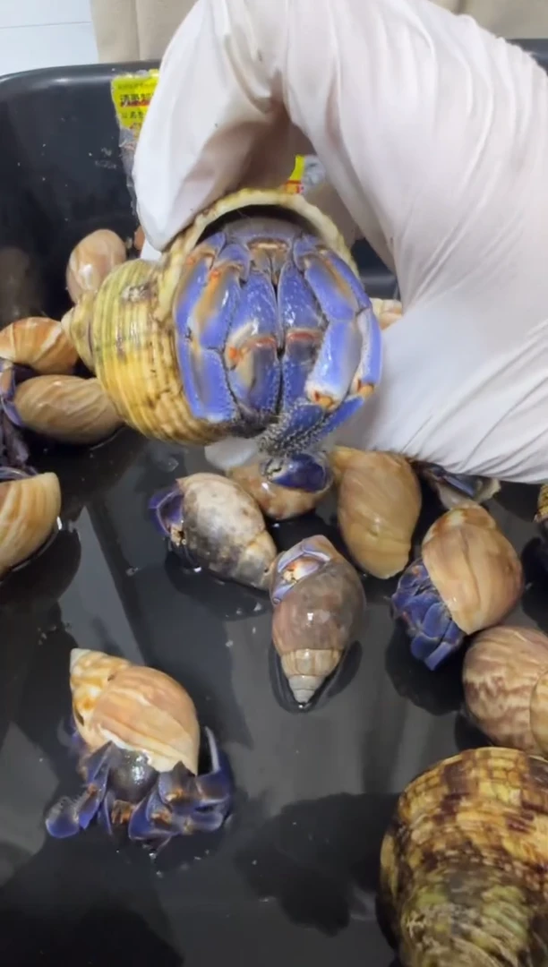 紫陆寄居蟹蓝色竞拍