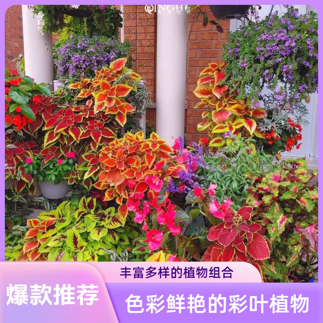 箐禾【棒棒糖彩叶草】多年生花卉室外阳台庭院盆栽基地直发