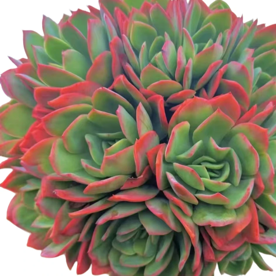 地栽绮罗 新手必备   老手必养    多肉绿植