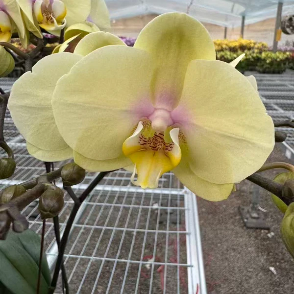 花之恋【巴黎魅惑】蝴蝶兰鲜花