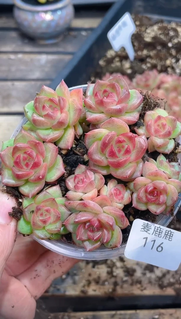 116血玫瑰       量拍