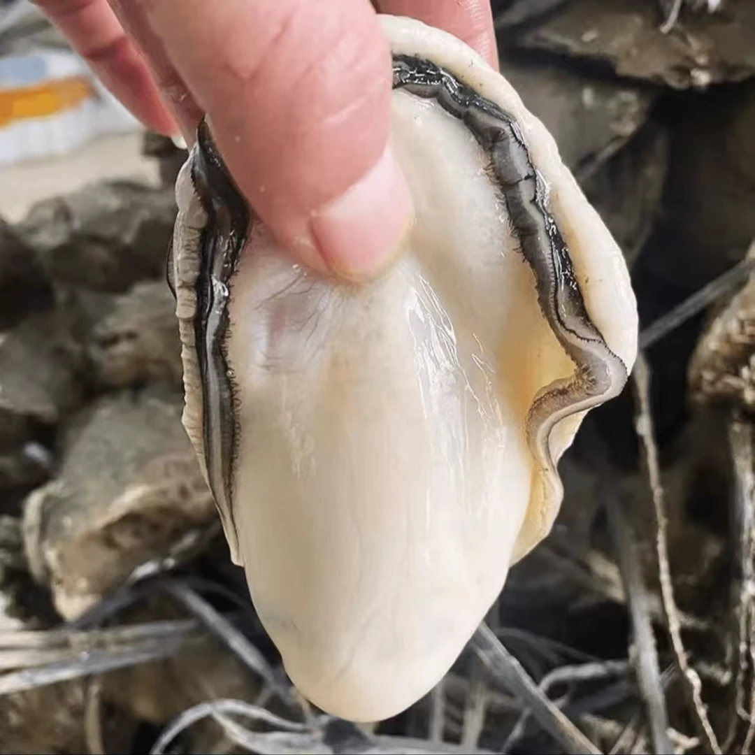 顶大个头原浆生蚝肉（每盒3-5只）新鲜饱满 每日现剥 250g/盒 7盒