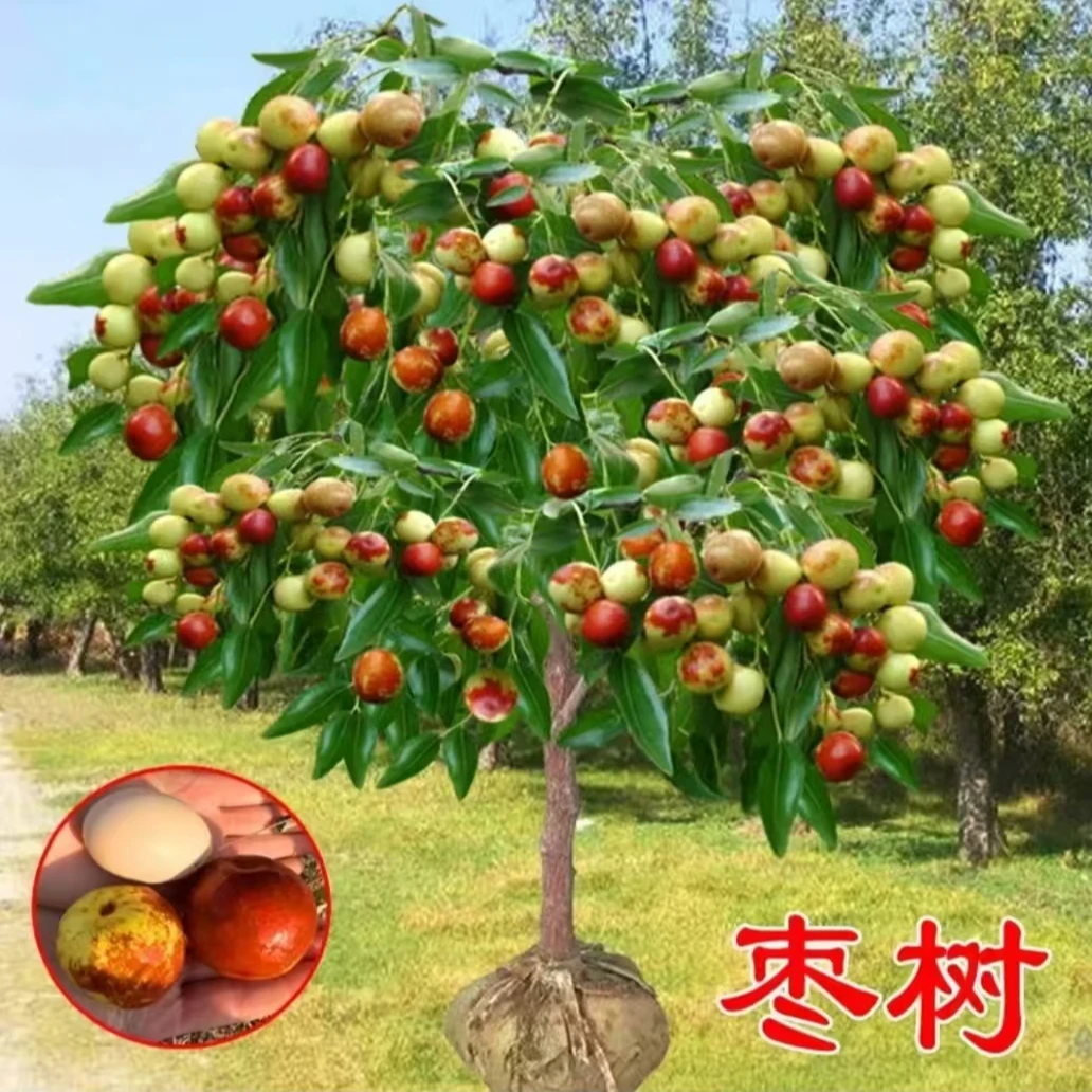 【品种苗】嫁接冰糖脆枣+冬枣树苗南北方盆地栽养死包赔
