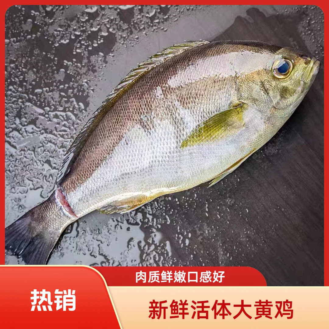 湛江本港野生黄鸡鱼