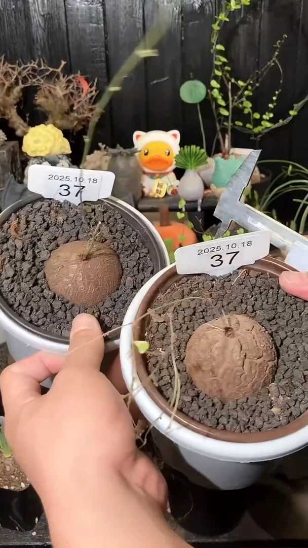 37号1018福利特价南非龟甲龙套餐