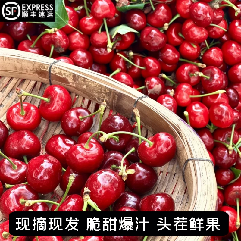 【顺丰专线】（外省拍）四川汶川车厘子樱桃国产大樱桃当季孕妇樱桃