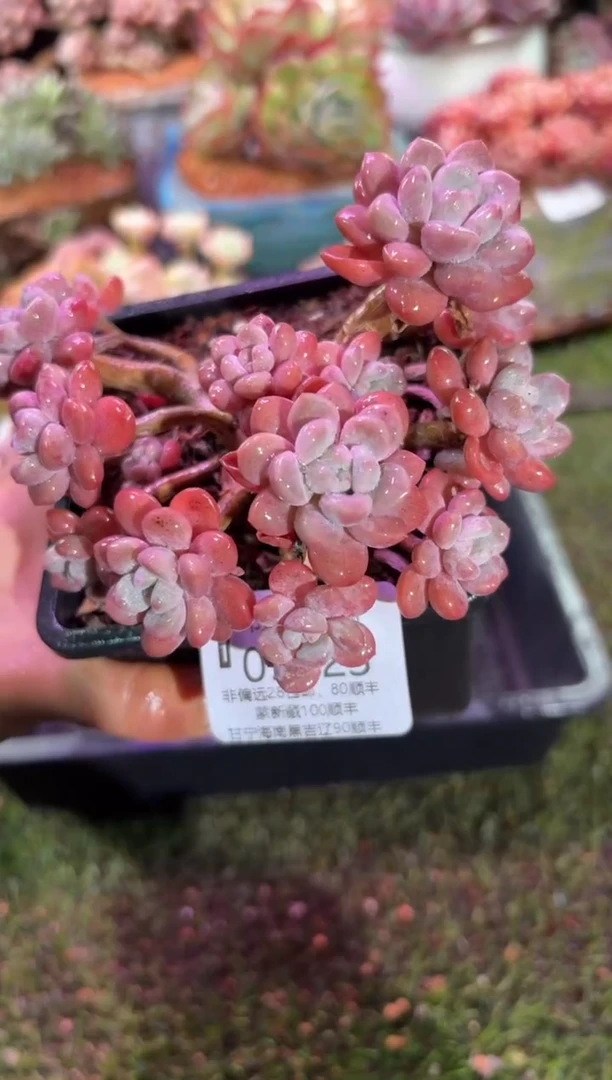 【闪购商品】05023