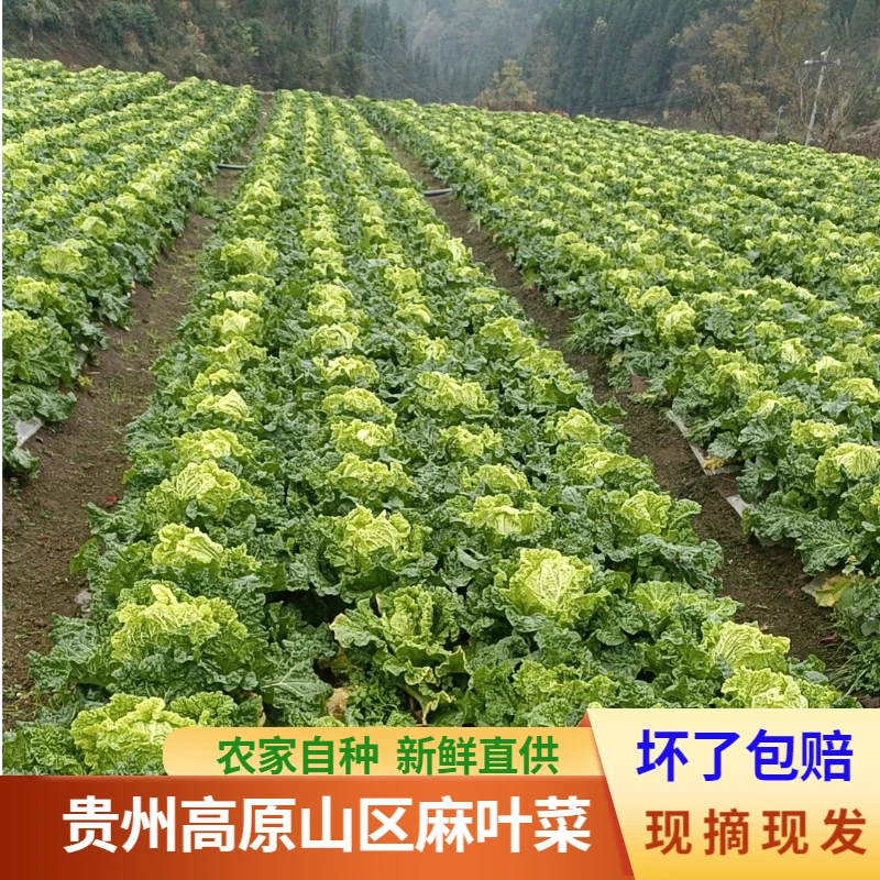 贵州山区露天霜打农家种植麻叶青白菜火锅菜新鲜大白菜皱叶菜产地