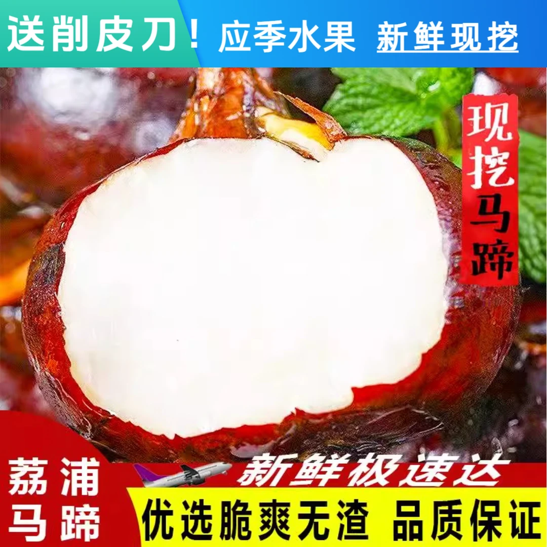 送削皮刀新鲜现挖正宗广西荔浦应季农家水果大果马蹄荸荠5斤装