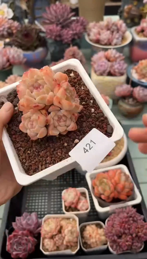 421群生梦幻泡影多肉
