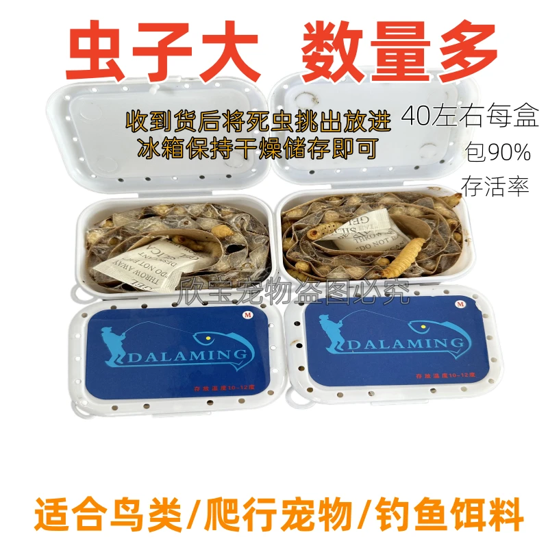 葡萄蜜虫大蜡螟幼虫钓鱼玉米虫钓饵守宫鸟食爬宠仓鼠蜜袋鼯零食