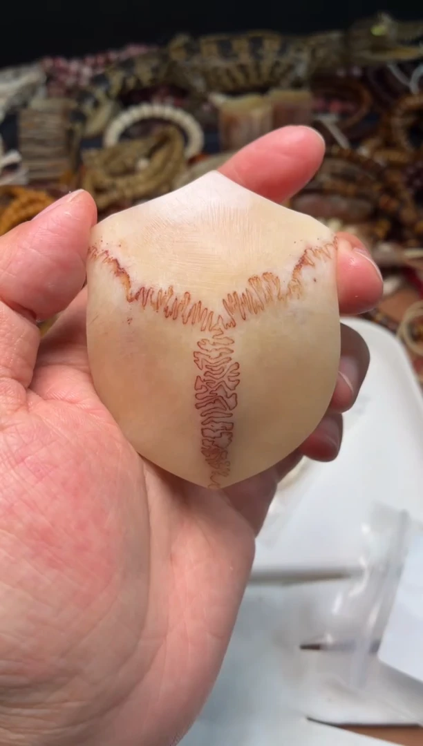 鹿骨其他母鹿三界A58