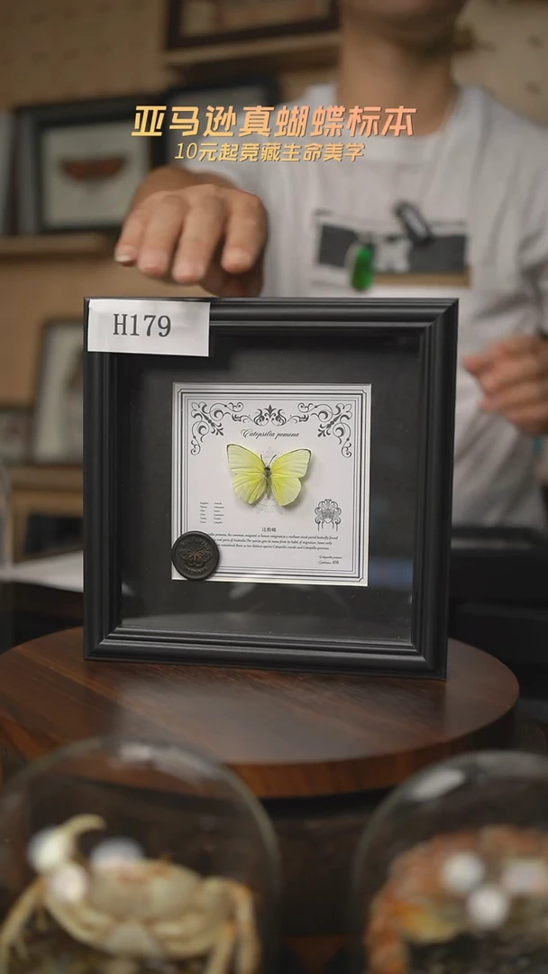达**奇蝴蝶标本摆件一口价h179